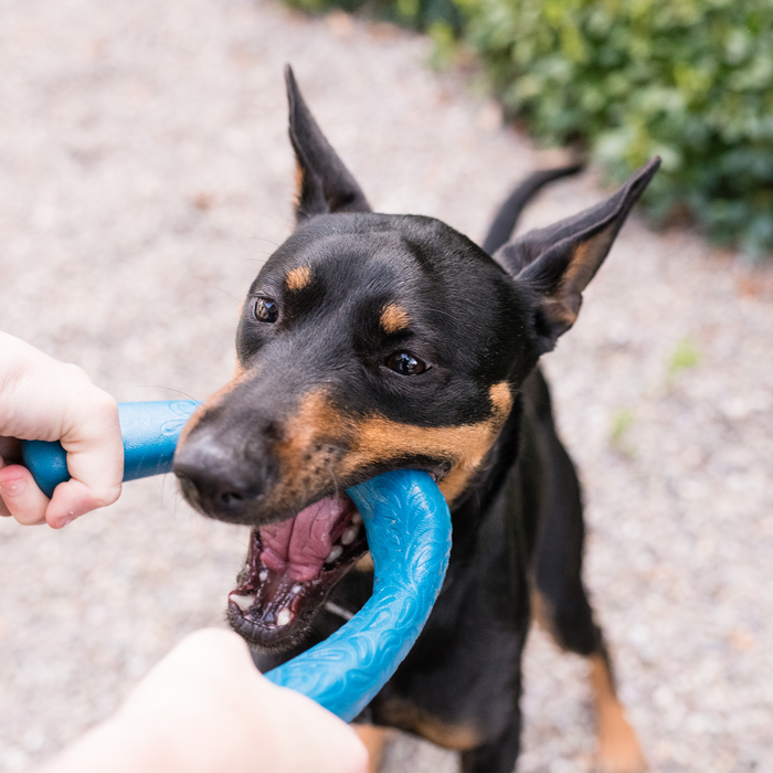 West Paw Snorkl Dog Toy