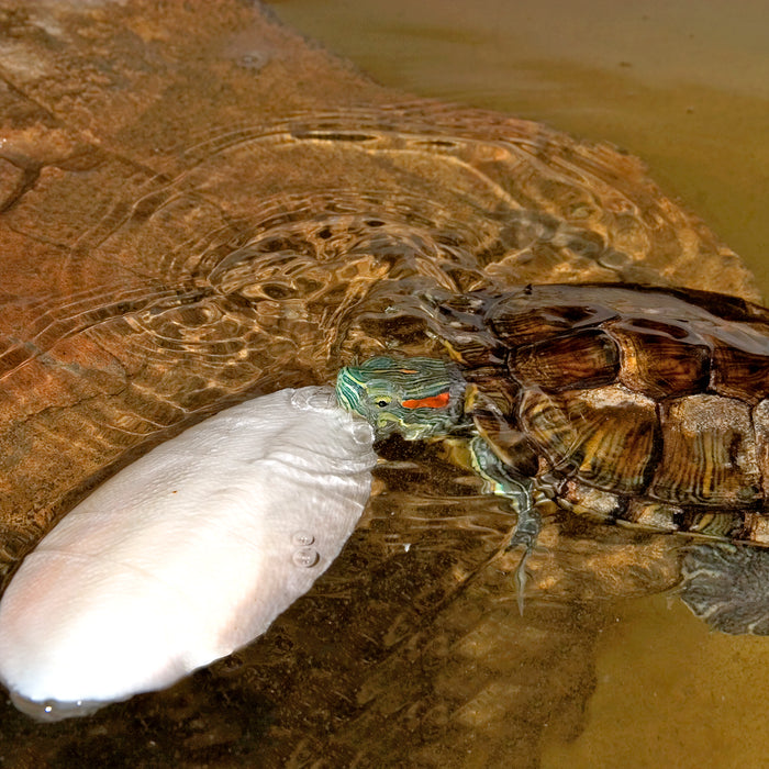 Zoo Med Turtle Bone 2 Pack