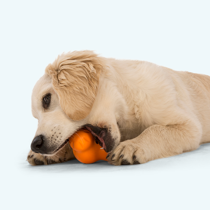 West Paw Tux Dog Toy