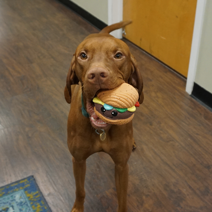 HuggleHounds Big Buns Foodies Hamburger Ruff-Tex® Latex Ball Dog Toy
