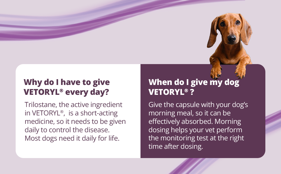 Rx Vetoryl 20 mg x 30 capsule