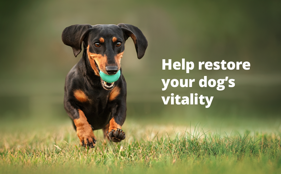 Rx Vetoryl 60 mg x 30 capsules