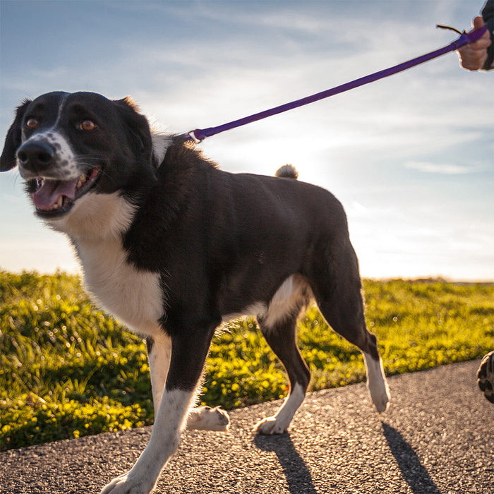 WUNDERleash by WACKYwalk’r – The Original No-Pull Dog Leash