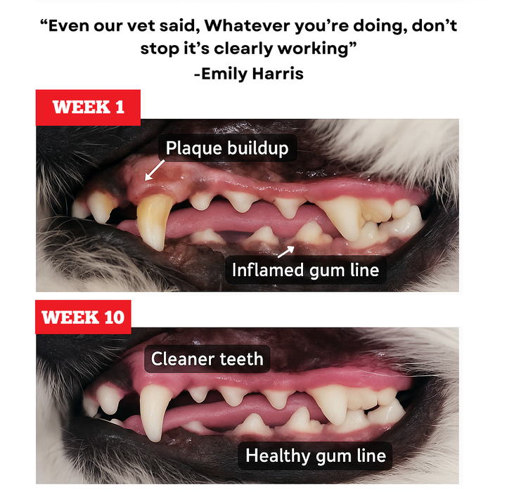 Bully Bunches 6 Inch Thick Bully Stick