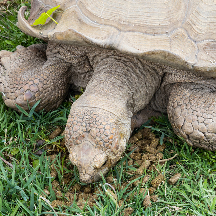 Zoo Med Natural Grassland Tortoise Dry Food 15 oz