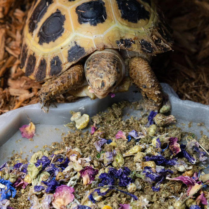 Zoo Med Tortoise & Box Turtle Flower Food Topper 1.4 oz