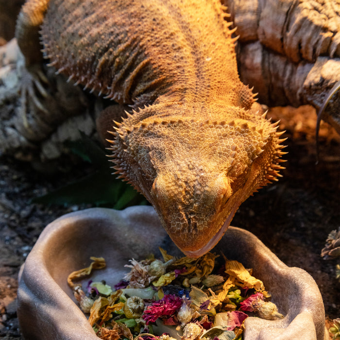 Zoo Med Lizard Flower Food Topper 1.4 oz