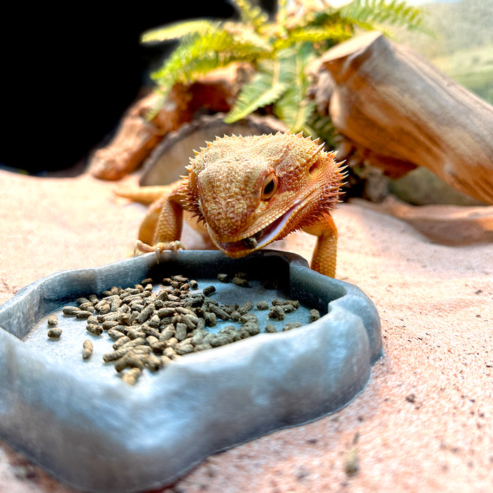 Zoo Med Adult High Fiber Dragon Food 1oz