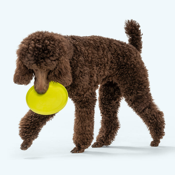 West Paw Zisc 2-in-1 Flying Disc & Travel Bowl