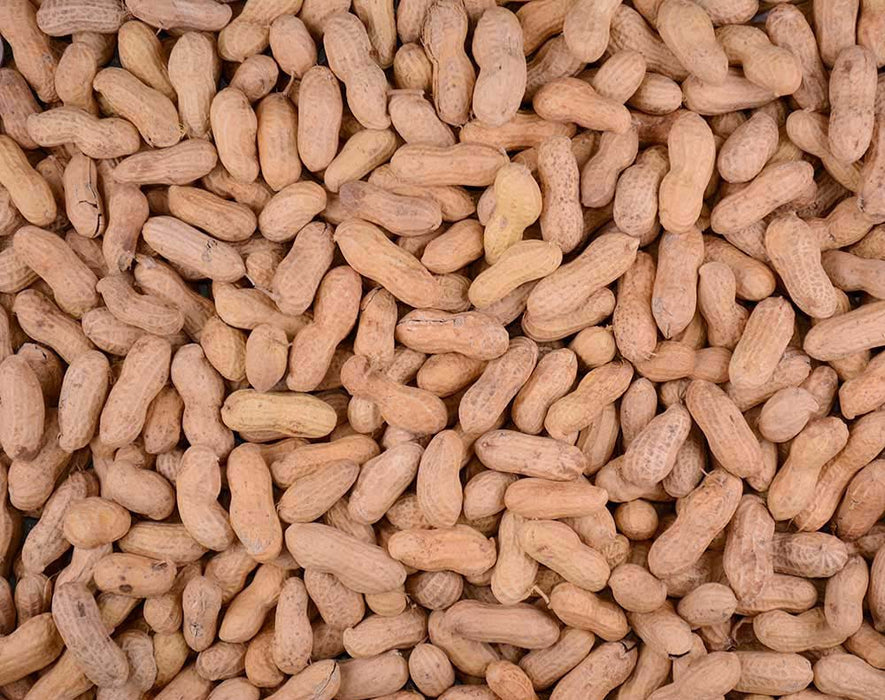 Volkman Seed Company Winner's Cup Single Seed Peanuts In Shell Bird Food 25 lb