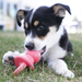 KONG Binkie Puppy Toy Assorted MD - 7 - Image 15