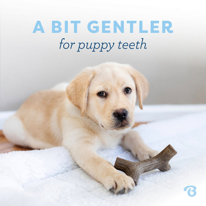 Benebone Puppy Stick Dog Chew Toy Maplewood SM