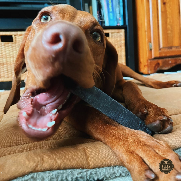 Bully Bunches Blueberry Himalayan Yak Chew (MEDIUM)