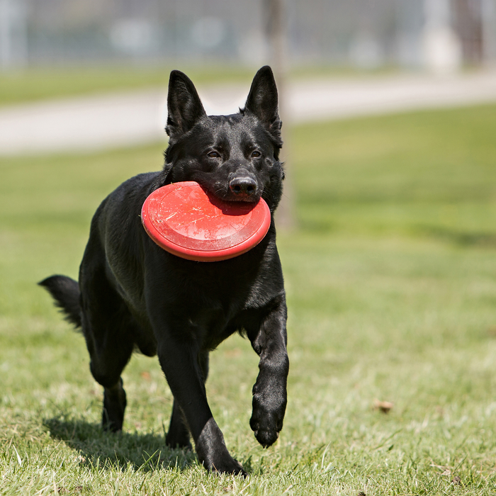 KONG Flyer Dog Toy Red LG - 3 - Image 10