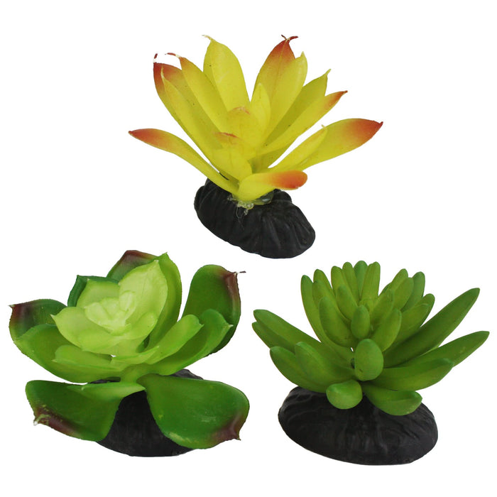Komodo Desert Succulent Plant Yellow & Green 3pk
