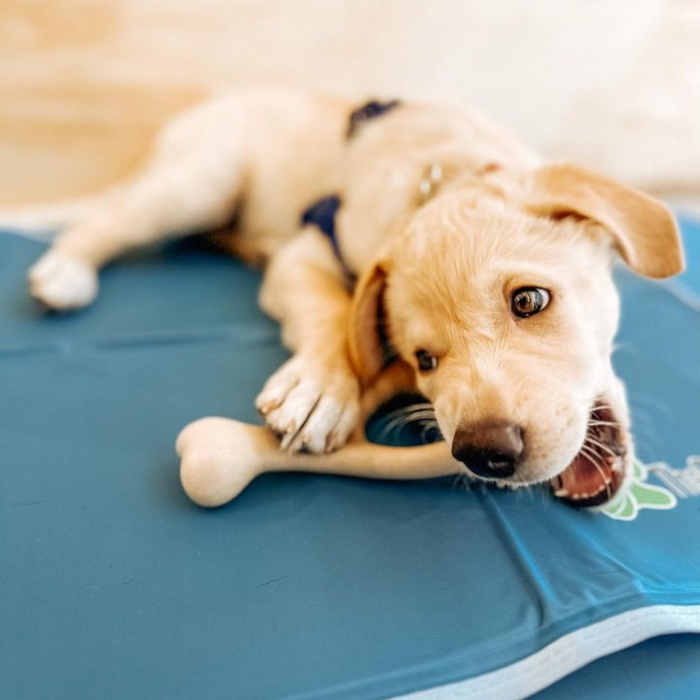 BetterBone Soft Durability Dog Chew Toy