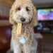 Yak9 Chews Coconut Cheese Chews for Dogs - 4 - Image 30