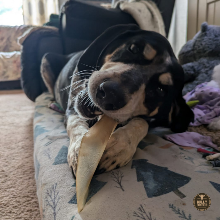 Bully Bunches Natural Cow Ear