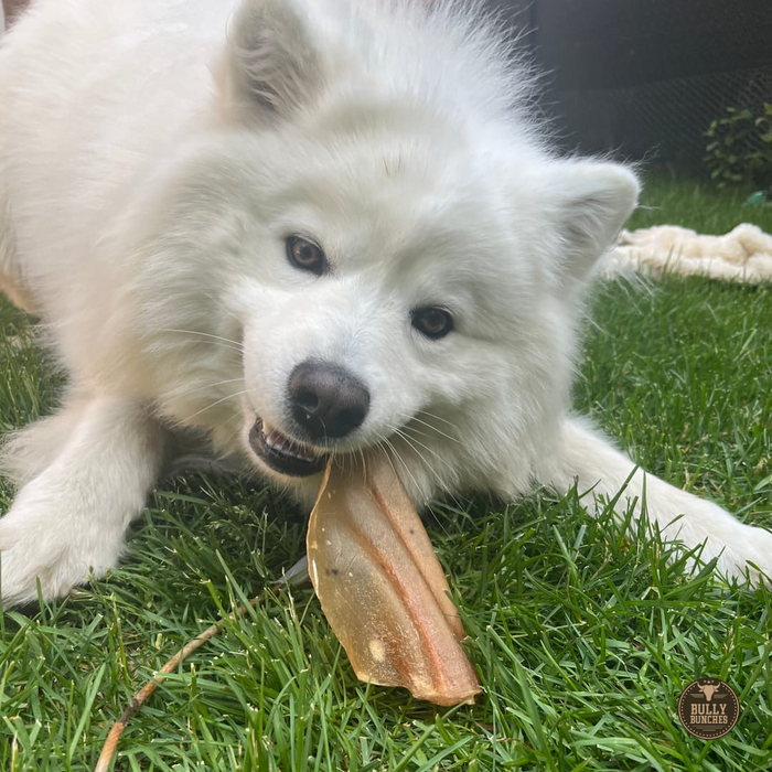 Bully Bunches Natural Cow Ear