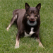 KONG Extreme Donut Dog Toy LG/XL - 10 - Image 13