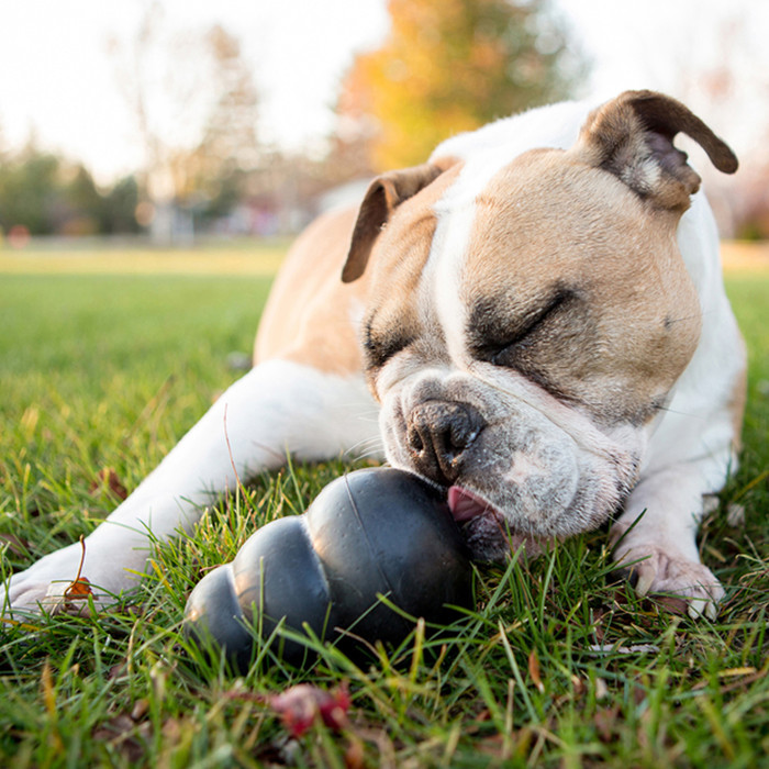 KONG Extreme Dog Toy Black LG - 9 - Image 14