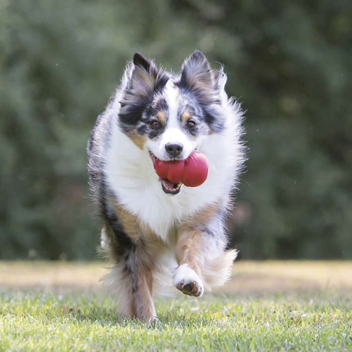 KONG Classic Dog Toy XL - 10 - Image 13