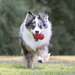 KONG Classic Dog Toy XL - 10 - Image 13