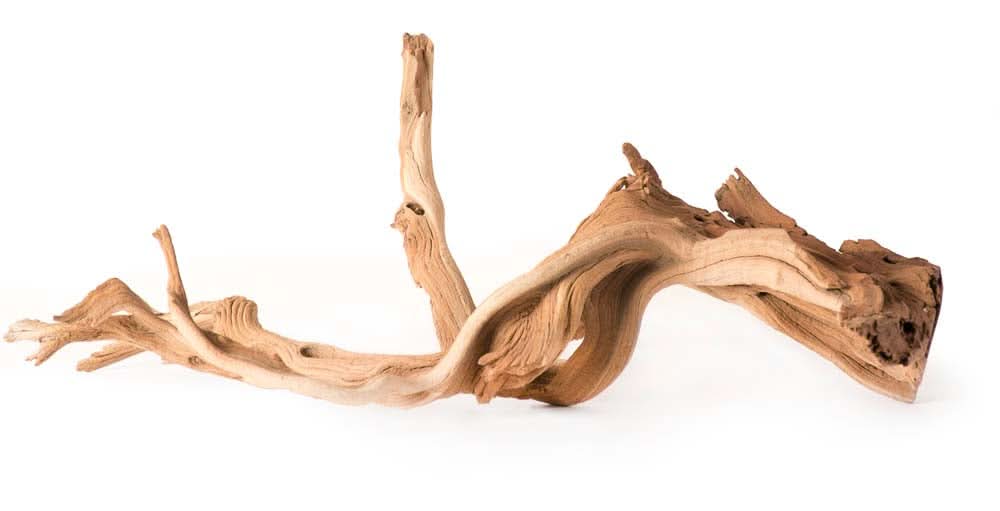 Galapagos Staghorn Wood Manzanita Root Brown 13 in - 18 in - Image 2