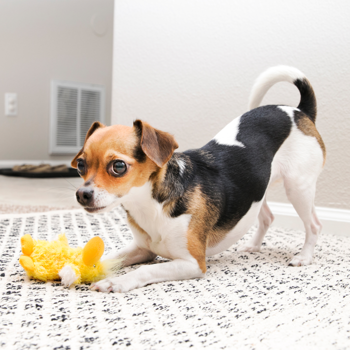 KONG Unstuffed Dog Toy Duck with Squeaker XS - 6 - Image 8