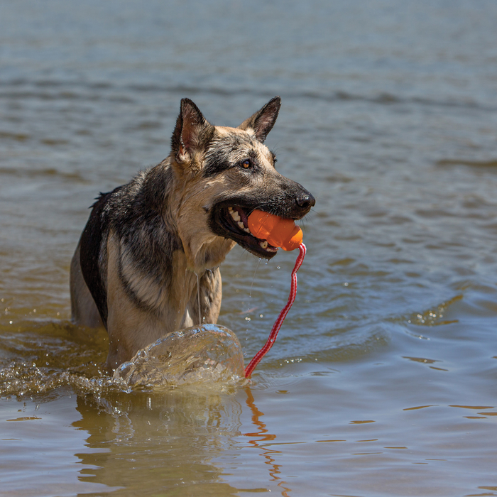 KONG Aqua Dog Toy LG - 4 - Image 10