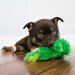 KONG Unstuffed Dog Toy Frog with Squeaker XS - 4 - Image 8