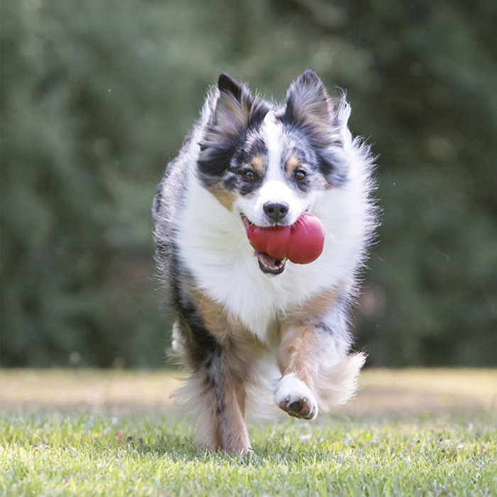 KONG Classic Dog Toy XXL - 1 - Image 13