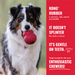 KONG Classic Dog Toy LG - 12 - Image 14