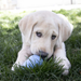 KONG Puppy Toy Assorted MD - 9 - Image 17