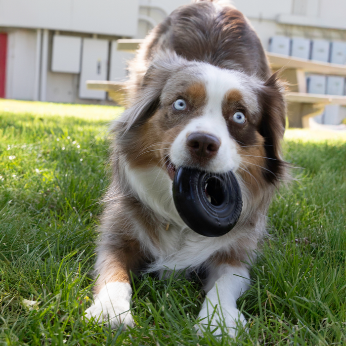 KONG Extreme Donut Dog Toy M/L - 10 - Image 14
