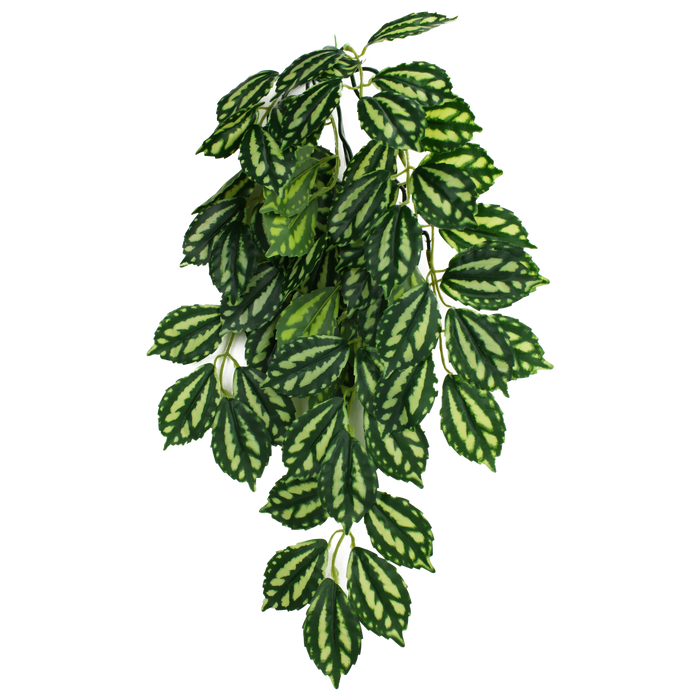 Komodo Two-Toned Leaf Hanging Plant SM 16in