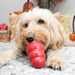 KONG Classic Dog Toy MD - 11 - Image 13