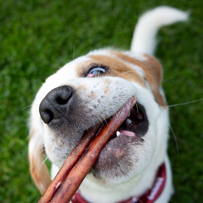Cadet Bully Hide Sticks All-Natural Dog Chews Small Bully Stick Small (5 Count)