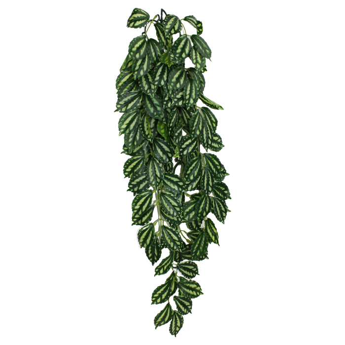 Komodo Two-Toned Leaf Hanging Plant LG 26in