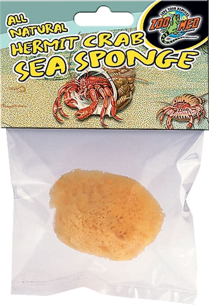 Hermit Crab