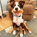 Yak9 Chews Honey Cheese Chews for Dogs - 4 - Image 26