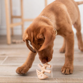 Benebone Puppy 2-Pack Fishbone Dog Chew Toy Salmon XS|40PK
