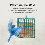 C&S High Energy Delight 11 oz, wild bird feeding (Pack of 12)