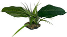 Komodo Woodland Canopy Plant