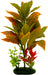 Tropical Gardens Croton Petra