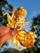 Naked Beasts Baby Octopus (Wild Caught) - 2 - Image 5