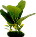 Tropical Gardens Fiddle Leaf