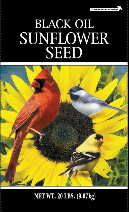 Generic Black Oil Sunflower Seed