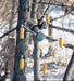 Squirrel-Go-Round Cob Corn Feeder