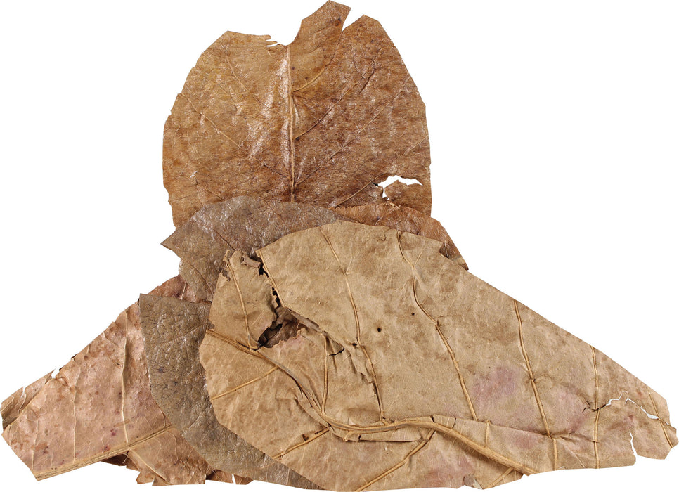 Flukers Hermit Headquarters Hermit Crab Catappa Leaves